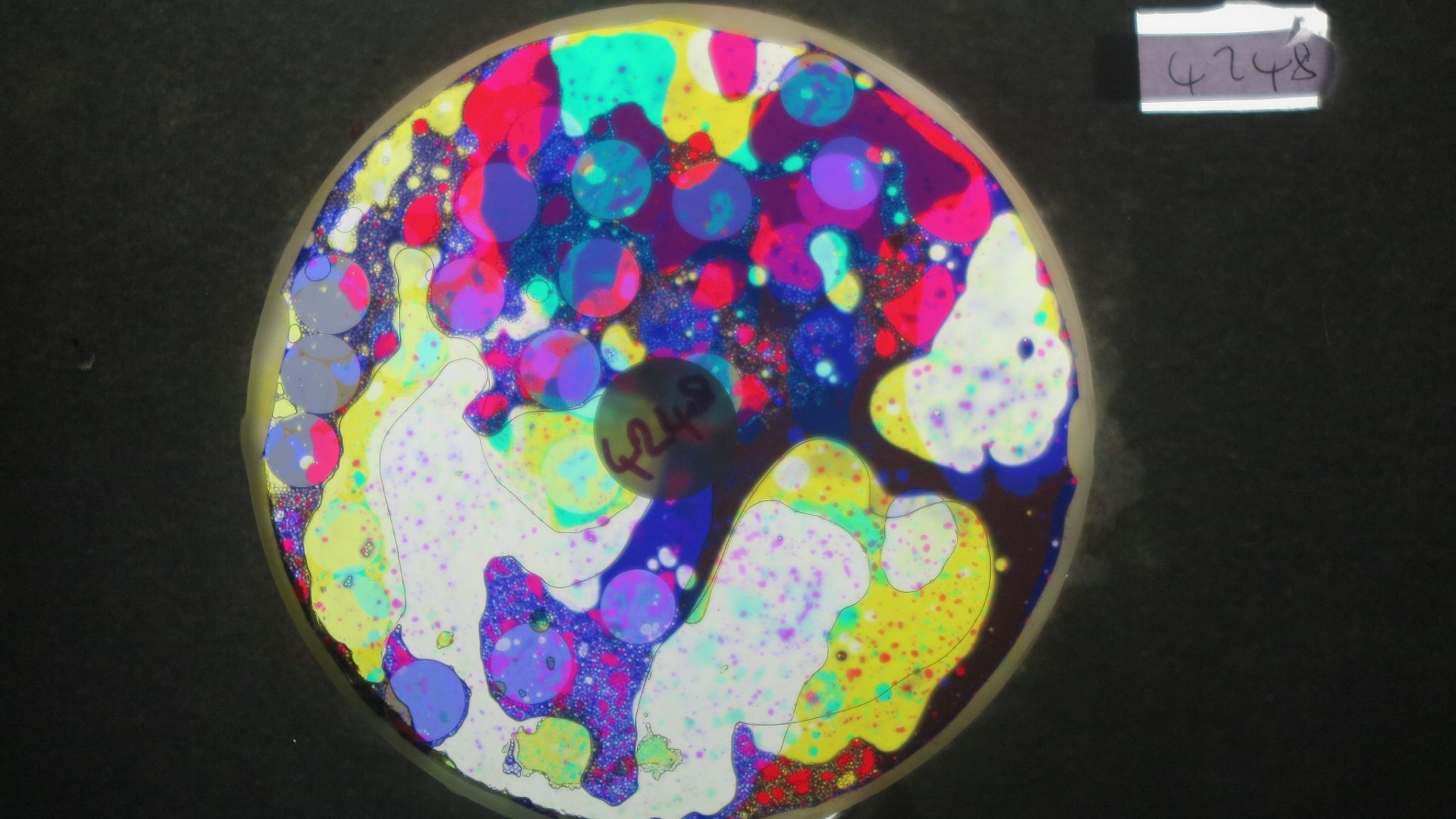 BV4248 bubble vision oil wheel